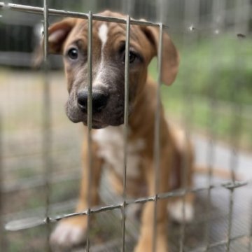 アメリカンピットブルテリア【群馬県・女の子・2023年8月10日・レッド系】の写真「筋肉隆々/非常に忠実愛情深い生涯の伴侶」