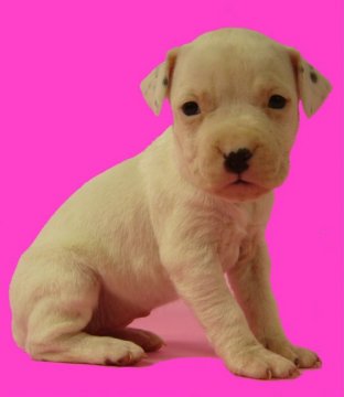 アメリカンピットブルテリア【群馬県・女の子・2021年2月19日・ホワイト】の写真「両親外産! 小振り！希少で貴重なホワイト女子」