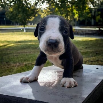 アメリカンピットブルテリア【群馬県・男の子・2023年9月11日・ブラック&ホワイト】の写真「ブラックパンサー　未来の王子　💕😘」
