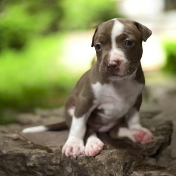 アメリカンピットブルテリア【群馬県・女の子・2024年6月19日・ブロンズ&ホワイト】の写真「美しいブロンズ 芸術美を備えたヤンキーテリアの女子」