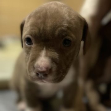 アメリカンピットブルテリア【群馬県・女の子・2023年1月28日・ブロンズ系】の写真「アメリカ産 直子 美しいコートを纏った女王」