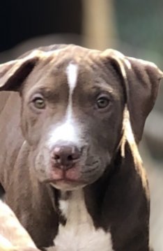 アメリカンピットブルテリア【群馬県・男の子・2021年8月1日・ブロンズ】の写真「特別目玉!  外産直子  大人し男子レア　ブロンズ」