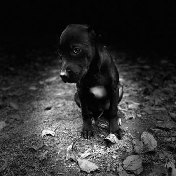 アメリカンピットブルテリア【群馬県・男の子・2022年7月15日・ブラック】の写真「目玉！ハンサムボーイ　生涯の友　ブラックボム」