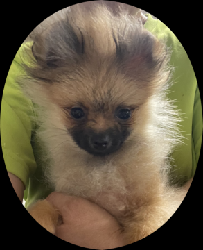 ポメラニアン【群馬県・女の子・2021年12月20日・オレンジ (一部セーブル)】の写真「外産系CH直子・四肢健全＆元気いっぱい女の子」