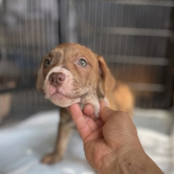 アメリカンピットブルテリア【群馬県・男の子・2023年1月28日・ブリンドル】の写真「アメリカ産 直子 美しい毛皮に筋肉隆々レアな男子」