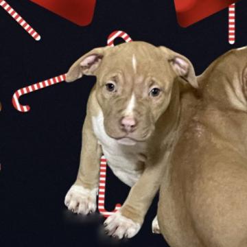 アメリカンピットブルテリア【群馬県・男の子・2022年10月1日・オレンジ】の写真「外産直子 計画繁殖ベストドック　イェロージョン」