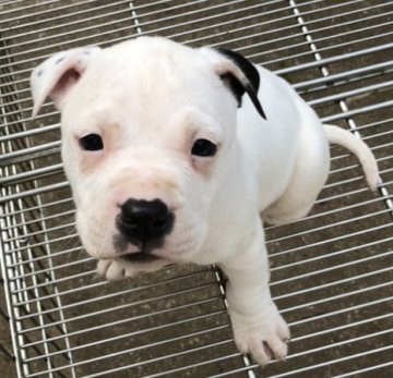 アメリカンピットブルテリア【群馬県・男の子・2021年3月15日・ホワイト】の写真「両親外産直子!　ホワイト！愛らしいイケメン男子」