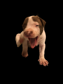 アメリカンピットブルテリア【群馬県・女の子・2021年7月4日・クリーム&ホワイト】の写真「外産直系 将来有望なスポーティングドック 小振」