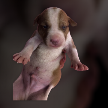 アメリカンピットブルテリア【群馬県・男の子・2021年7月4日・クリーム&ホワイト】の写真「外産直系 夢のドリームブリーディングスーパーDOG」