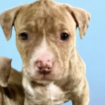 アメリカンピットブルテリア【群馬県・男の子・2023年1月28日・イザベラ系】の写真「アメリカ産 直子 美しい毛皮に筋肉隆々レアな男子」