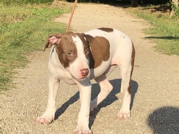 アメリカンピットブルテリア【群馬県・男の子・2021年7月4日・ライトマロン&ホワイト】の写真「外産直系 将来有望なスポーティングドック　イケメン」