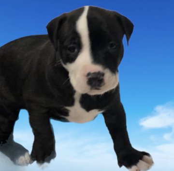 アメリカンピットブルテリア【群馬県・男の子・2021年9月28日・ブラック&ホワイト】の写真「期間限定目玉　父 アメリカ産  最高スペック」