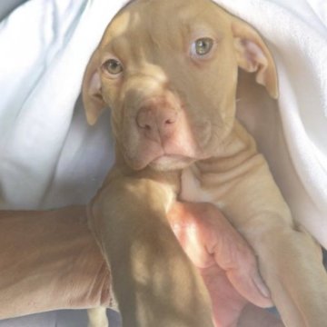 アメリカンピットブルテリア【群馬県・女の子・2023年1月3日・ブルーフォーン系】の写真「外産直娘 マッチョだけど美人な女の子」