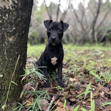 アメリカンピットブルテリア【群馬県・女の子・2022年7月5日・ブラック】の写真「目玉外産直娘　抜群の構成　家族に忠実ブラックガール」