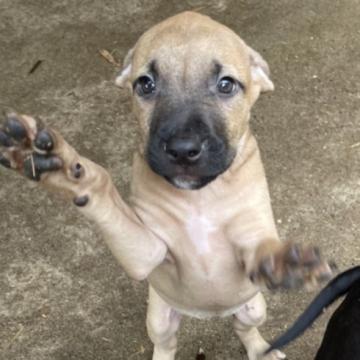 アメリカンピットブルテリア【群馬県・女の子・2022年7月5日・フォーン】の写真「目玉外産直子　抜群の構成　家族に忠実な小さめ女子　」