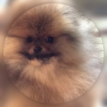 ポメラニアン【群馬県・男の子・2020年12月9日・オレンジセーブル】の写真「米国＆タイ血統 ショータイプ・ゴージャス男子」