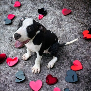 アメリカンピットブルテリア【群馬県・男の子・2023年5月31日・ブラック&ホワイト】の写真「癒しや元気を与えてくれる特別感のある男子😊」