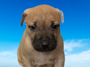 アメリカンピットブルテリア【群馬県・男の子・2021年10月4日・フォーン】の写真「目玉！外産直系 将来有望　イケメン男子」