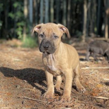アメリカンピットブルテリア【群馬県・女の子・2023年10月12日・フォーン】の写真「愛嬌ある美女の子💕血統優秀」