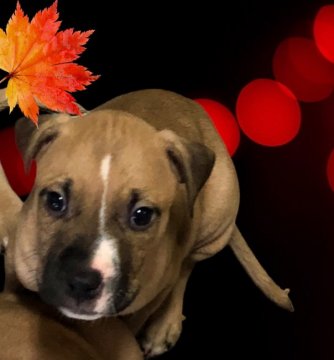 アメリカンピットブルテリア【群馬県・男の子・2021年9月15日・クリーム&ホワイト】の写真「本場アメリカ産直子 優秀血統 美男子(2」