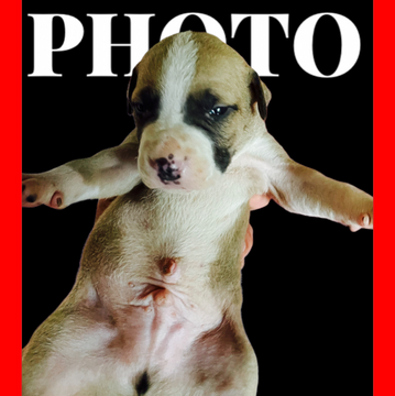 アメリカンピットブルテリア【群馬県・男の子・2022年5月24日・ホワイト&ブラック&フォーン】の写真「本場アメリカ産直系 身体能力抜群！生涯の伴侶に」