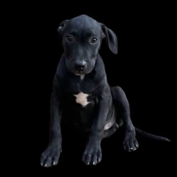 アメリカンピットブルテリア【群馬県・男の子・2022年6月23日・ブラック】の写真「外産直子　 大人しい男子😜」