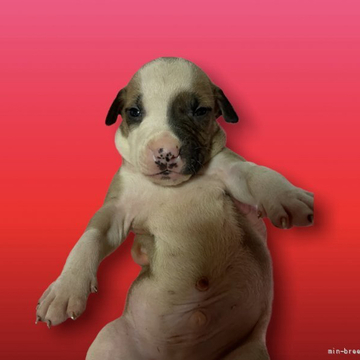 アメリカンピットブルテリア【群馬県・男の子・2022年5月24日・ホワイト&ブラック&フォーン】の写真「本場アメリカ産直系 身体能力抜群！生涯の伴侶に」