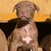 アメリカンピットブルテリア【群馬県・女の子・2023年10月12日・ブロンズ】の写真1