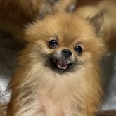 ポメラニアン