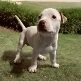 アメリカンピットブルテリア【群馬県・女の子・2024年6月19日・ホワイト】の写真2