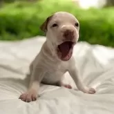 アメリカンピットブルテリア【群馬県・女の子・2024年6月19日・ホワイト】の写真3