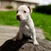 アメリカンピットブルテリア【群馬県・女の子・2024年6月19日・ホワイト】の写真5