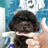 タイニープードル