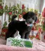 タイニープードル【三重県・男の子・2024年9月24日・シルバー(血統書はグレーで申請します)】の写真2「元気な男の子優しい子です😊」