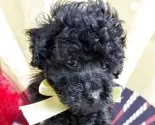 タイニープードル【三重県・男の子・2025年11月11日・ブラック】の写真3「可愛いお顔してますよ☺️」