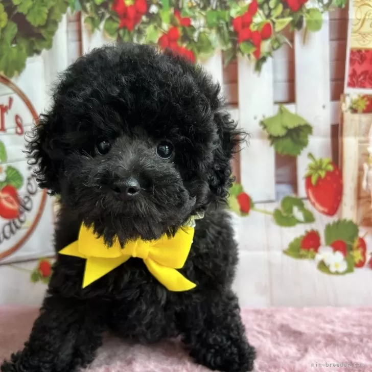 M.K 様のお迎えした子犬