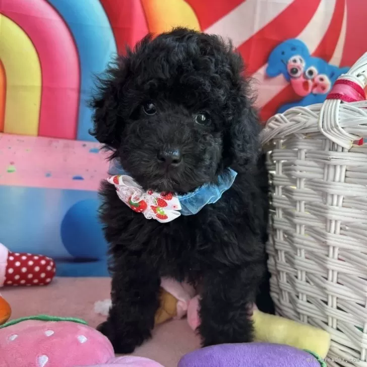 ID：2405-06033の子犬