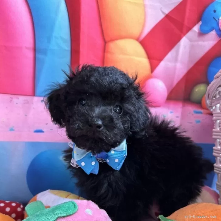 ID：2406-01960の子犬