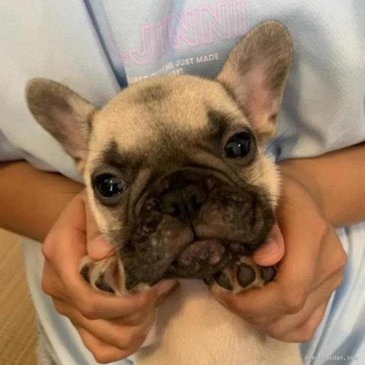 ID：2206-03091の子犬