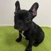 フレンチブルドッグ【千葉県・女の子・2023年12月24日・ブリンドル】の写真1