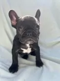 フレンチブルドッグ【千葉県・女の子・2023年12月24日・ブリンドル】の写真2