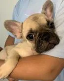 フレンチブルドッグ【千葉県・男の子・2022年4月22日・フォーン】の写真5「6/28撮影」