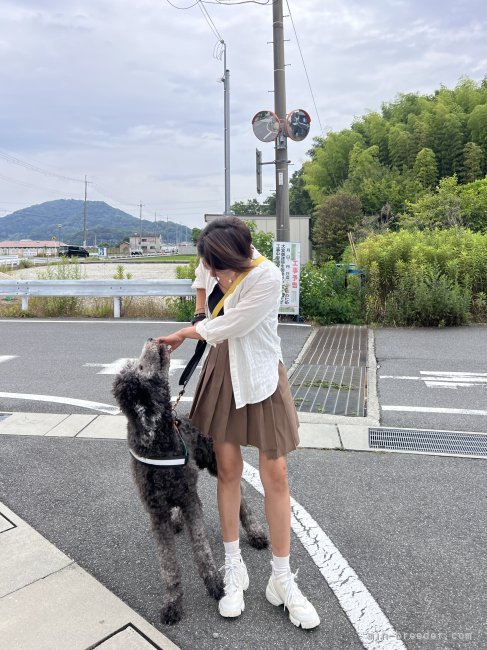 松室　明香(まつむろ　あすか)ブリーダー(奈良県・ウェルシュ・コーギー・ペンブロークなど・JKC/日本犬保存会登録)の紹介写真2