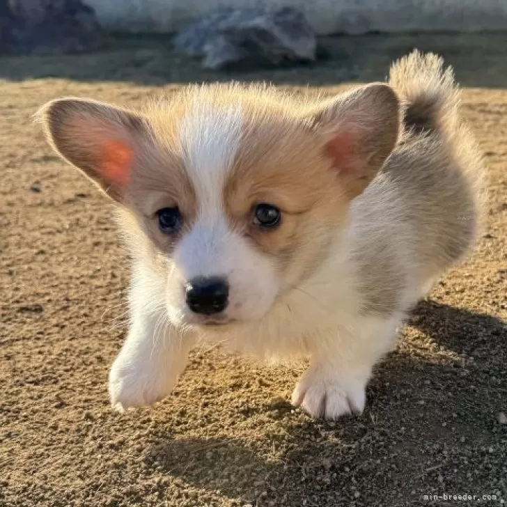 ID:2412-02179の子犬