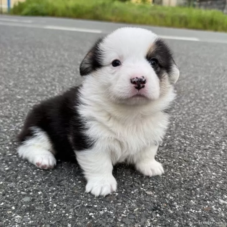 ID：2505-02493の子犬