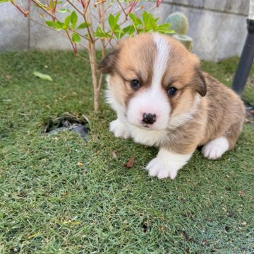 Amazon.co.jp: ポストカード Welsh Corgi/ウェルシュ・コーギー