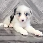 ボーダーコリー