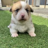 ウェルシュ・コーギー・ペンブローク