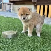 豆柴