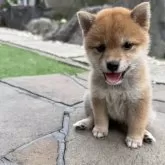 豆柴